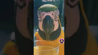 how beautiful macaw | macaw parrot #macaw #howto #shorts @parrot