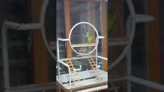 아마존 앵무새 나니 앵무새 놀이터에서 장난감 가지고 놀…