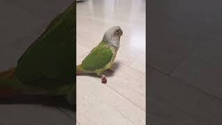 앵무새  크레배리먹방