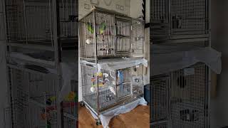 출근 전  앵이들...  #말하는 #아마존 #앵무새 #…