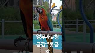 앵무새#청금강#홍금강