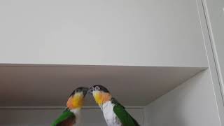 부부아닌수컷 두마리