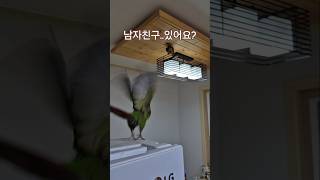 코뉴어앵무새#하랑이#하봉이#cute#parrot