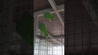 아마존과 세네갈 앵무새! 아마존C는 횃대가 튼튼 하고 …