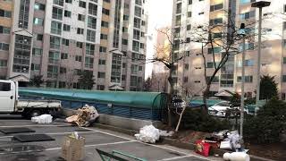 코카투 자유비행 링고