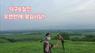 오랜만에 왔습니당! 회색앵무 청금강 자유비행 겨드랑이 바람 좀 느껴보자~