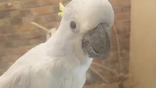 멍충미 폴리(코카투)