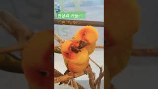 썬코뉴어~ 환상의 커플 예쁘지요?