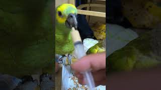 귀농귀촌 애기앵무새들 이유식먹기