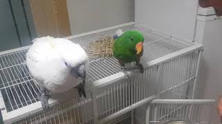 앵무새 말교육시키기 코카투 앵두와 뉴기니아 로또이야기