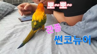 집사들의 관심 종자 앵무새, 사랑스럽지 않을 수 없는 썬코뉴어 보리