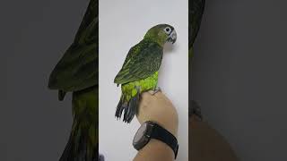 이유식 끝난 조용한 쟈딘 앵무새예요