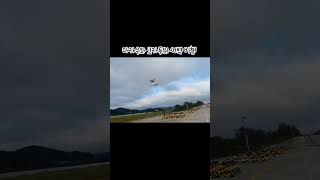 마카우와 코카투의 새벽 비행 / parrot fligh…