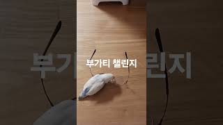 구름이 부가티 챌린지 #music #automobile #rap #hiphop #반려동물 #루티노퀘이커 #song #parrot #동물키우기 #birds #구름집사
