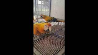 Beautiful Camelot Macaw