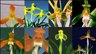 4월4일 좋은 품종으로 10분 다양하게 준비했습니다