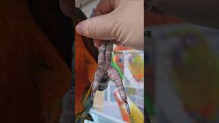 앵무새의 발은 어떻게 생겼길래 손처럼 자연스러울까? #앵무새 #앵무새발