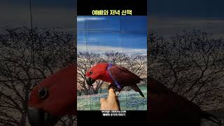 예삐와 저녁 산책  #shorts #birds #parrot #예삐 #앵무새예삐