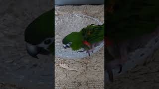 #앵무새. 한스마카우.2013년 출생. 남자. 이름: …