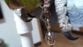 앵무새 발목링 리뷰영상