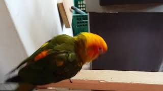 썬코뉴어 앵무새 '돌아'