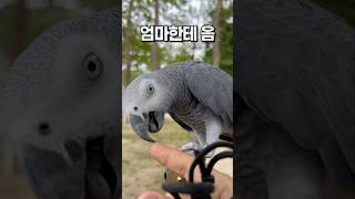 날씨 좋은 날 앵무새와 산책  회색앵무 잠바