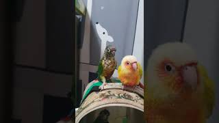 새로입양50일아기코뉴어