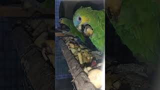 오늘은 사과 포도 산딸기 옥수수 땅콩을 줬네요