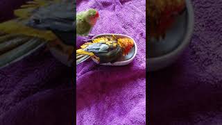 목욕하는 앵무새  모란 썬코