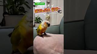 테크노댄스 달앵#앵무새 #parrot #귀여운앵무새 #…