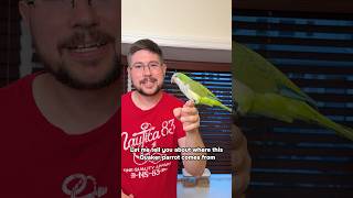 Where I Got This Quaker Parrot…
