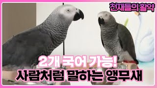 사람처럼 말하는 ‘언어 천재’ 앵무새! (ft. 앵무새…