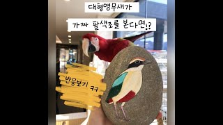 대형앵무새에게 가짜 새그림을 보여주면? 반응보기ㅋㅋㅋ /(홍금강앵무,vlog,웃긴짤)