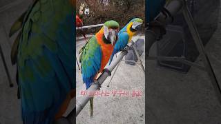 억 소리나는 앵무새 몸값 #…