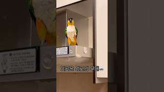여긴 내 구역이야 #shorts #parrot #caique #앵무새 #카이큐 #ズグロシロハラインコ