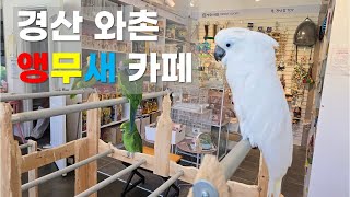 대구경산 앵무새카페 - 경북 경산시 와촌면 대한길 45-27