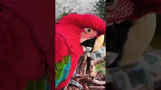 My handsome. #fypage #fypシ゚viral #fy #best #fyy #fu #top #fypviral #top10 #parrot  #top5 #fyy