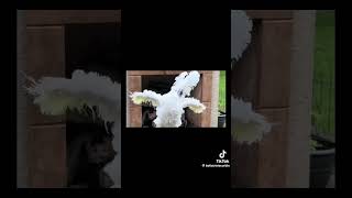 Funny bird cockatoo dancing to music #animals #happy #birds #cuteanimal