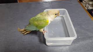 코뉴어앵무새목욕 우리봄이 목욕~♡