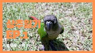 상추일기 EP.1/앵무새키우기-산책/코뉴어키우기/설참