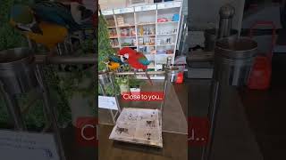 한발짝씩 다가갈게 #마카우 #청금강 #홍금강 #앵무새카…