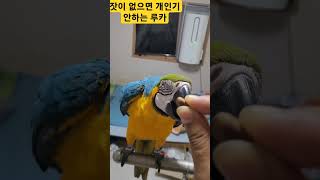 잣본주의 끝판왕 루카 #macaw #청금강 #청금강앵무…
