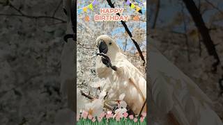 #앵무새 #엄브렐라코카투 #parrot #umbrellacockatoo 구름이의 3살 생일입니다. #hbd