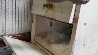 [앵무파파] 코니와 연두의 아가들이 둘이 되었어요^^ …