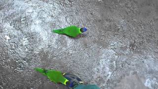 서울동물원(Seoul Zoo) 04 - 오색앵무