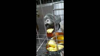 회색앵무 구구를 소개합니다