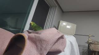 귀농귀촌 앵무새 놀아주기 Playing parrots …