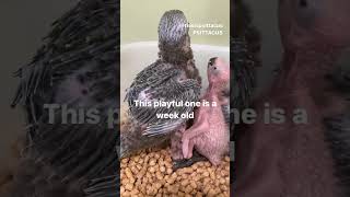 Severus macaw baby birds | Fro…