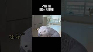 리듬 좀 타는 앵무새  회색앵무 잠바