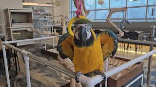 청금강 송도의  만세하기